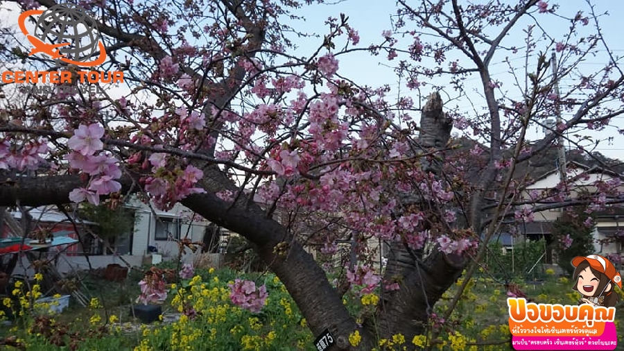 ทัวร์ญี่ปุ่น 