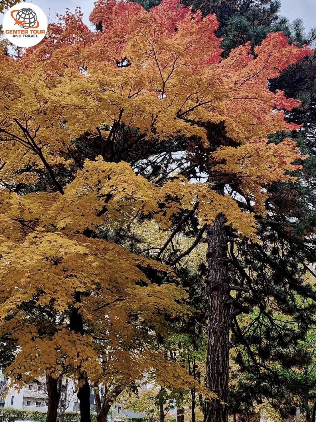 ทัวร์ญี่ปุ่น 