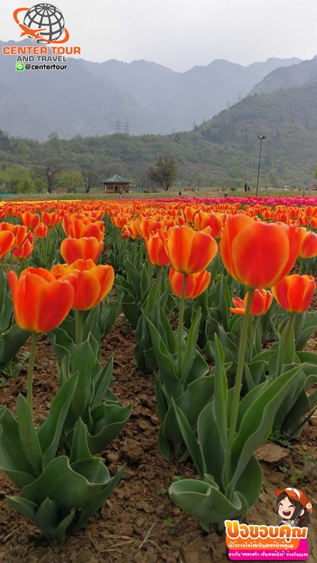 ทัวร์ญี่ปุ่น 