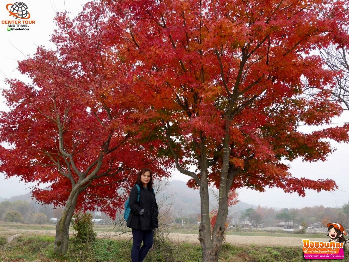 ทัวร์เกาหลี 