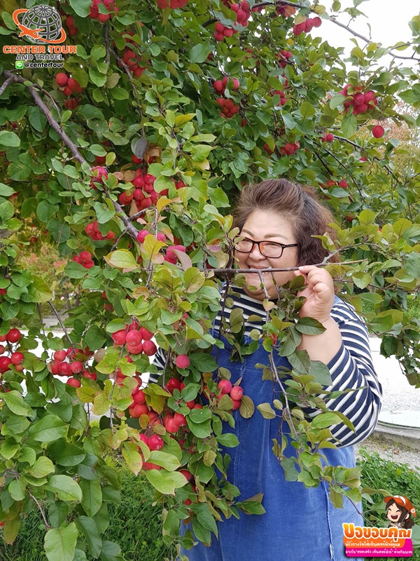 ทัวร์ญี่ปุ่น 