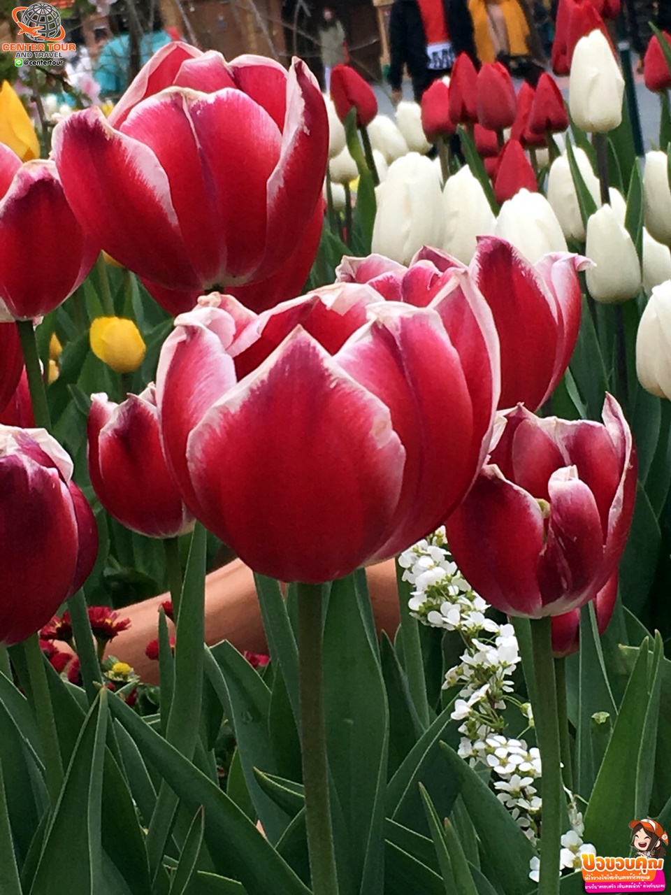 ทัวร์เกาหลี 