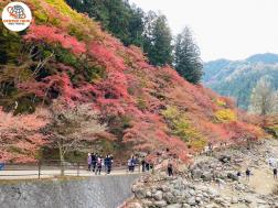 ทัวร์ญี่ปุ่น 