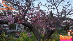 ทัวร์ญี่ปุ่น 