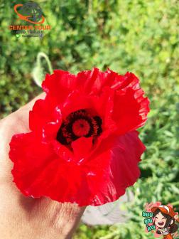 ทัวร์ญี่ปุ่น 