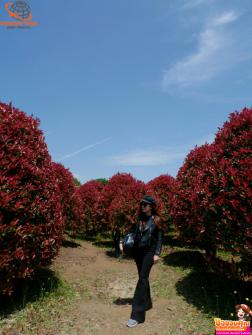 ทัวร์เกาหลี 