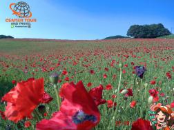 ทัวร์ญี่ปุ่น 