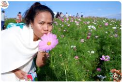 ทัวร์ญี่ปุ่น 