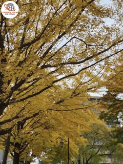 ทัวร์ญี่ปุ่น 