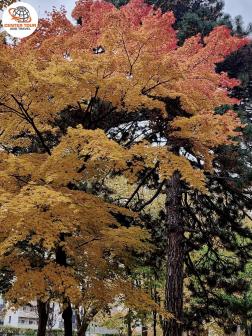 ทัวร์ญี่ปุ่น 