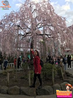 ทัวร์ญี่ปุ่น 