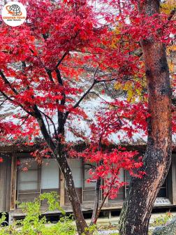 ทัวร์ญี่ปุ่น 