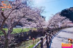 ทัวร์ญี่ปุ่น 