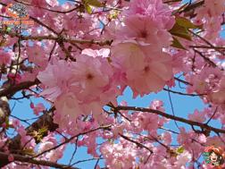 ทัวร์ญี่ปุ่น 