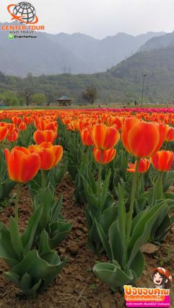 ทัวร์ญี่ปุ่น 