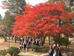 ทัวร์เกาหลี 