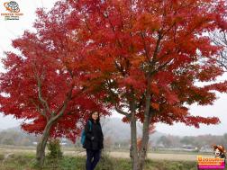 ทัวร์เกาหลี 