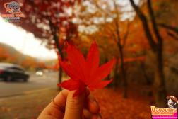 ทัวร์เกาหลี 