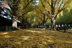 ทัวร์ญี่ปุ่น 