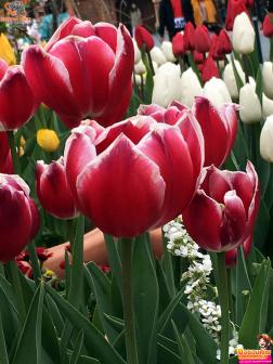 ทัวร์เกาหลี 