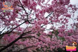 ทัวร์ญี่ปุ่น 