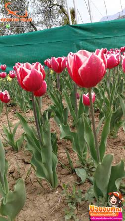 ทัวร์ญี่ปุ่น 