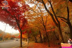 ทัวร์เกาหลี 