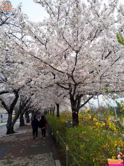 ทัวร์เกาหลี 