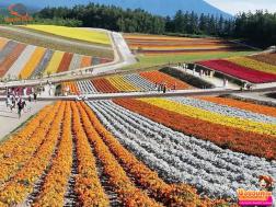 ทัวร์ญี่ปุ่น 