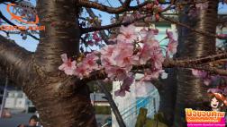 ทัวร์ญี่ปุ่น 