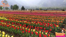 ทัวร์ญี่ปุ่น 