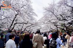 ทัวร์ญี่ปุ่น 