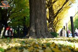 ทัวร์ญี่ปุ่น 