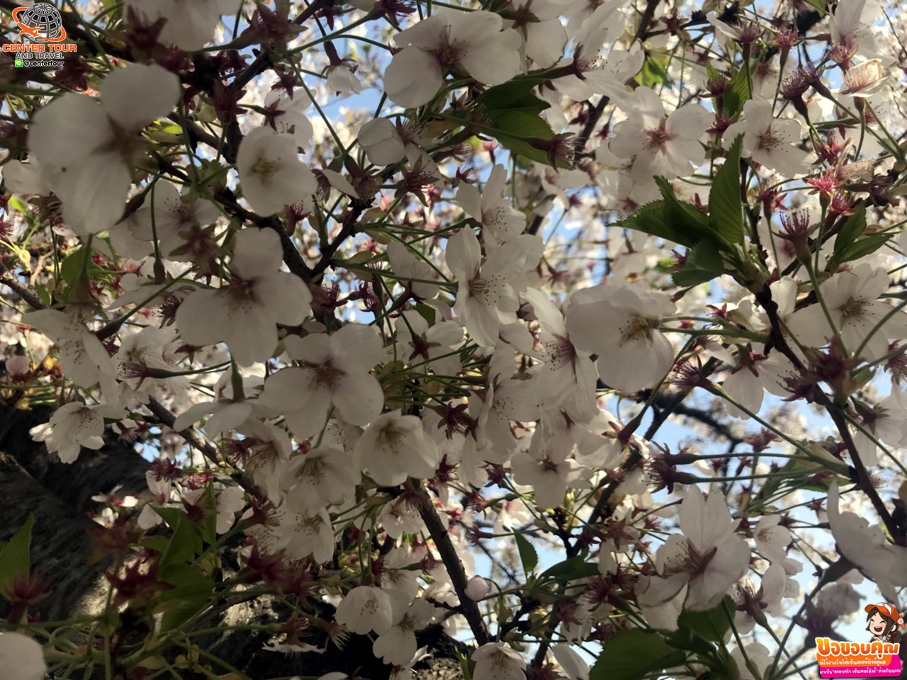 ทัวร์เกาหลี 