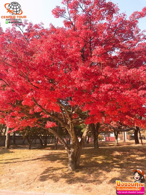 ทัวร์เกาหลี 