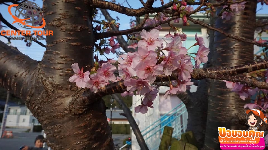 ทัวร์ญี่ปุ่น 